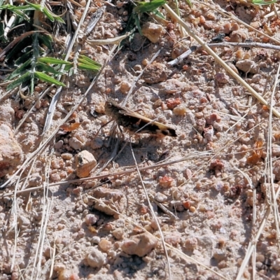 Gastrimargus musicus (Yellow-winged Locust or Grasshopper) at Felltimber Creek NCR - 26 Mar 2022 by KylieWaldon