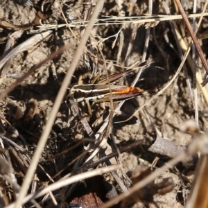 Macrotona sp. (genus) at West Wodonga, VIC - 27 Mar 2022 09:16 AM