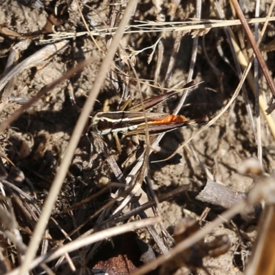 Macrotona sp. (genus) (Macrotona grasshopper) at West Wodonga, VIC - 27 Mar 2022 by KylieWaldon