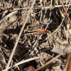 Macrotona sp. (genus) (Macrotona grasshopper) at West Wodonga, VIC - 26 Mar 2022 by KylieWaldon