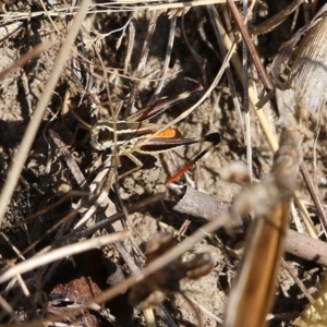 Macrotona sp. (genus) at West Wodonga, VIC - 27 Mar 2022 09:16 AM