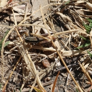 Macrotona sp. (genus) at West Wodonga, VIC - 27 Mar 2022 09:16 AM