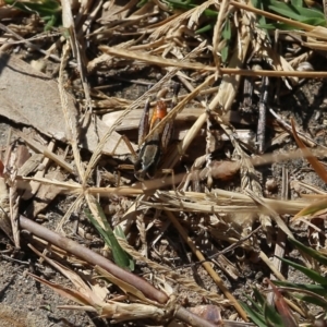 Macrotona sp. (genus) at West Wodonga, VIC - 27 Mar 2022 09:16 AM