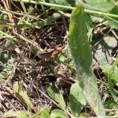 Phaulacridium vittatum (Wingless Grasshopper) at Wodonga - 26 Mar 2022 by KylieWaldon