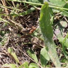 Phaulacridium vittatum (Wingless Grasshopper) at Felltimber Creek NCR - 26 Mar 2022 by KylieWaldon