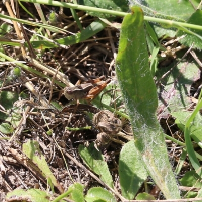Phaulacridium vittatum (Wingless Grasshopper) at West Wodonga, VIC - 26 Mar 2022 by KylieWaldon