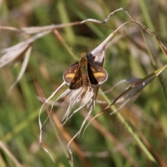 Taractrocera papyria (White-banded Grass-dart) at Wodonga - 26 Mar 2022 by KylieWaldon