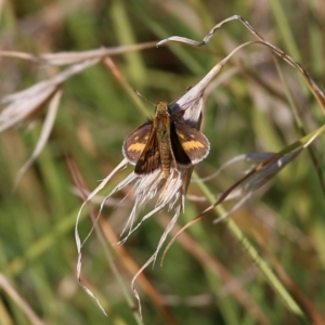 Taractrocera papyria at West Wodonga, VIC - 27 Mar 2022 09:10 AM