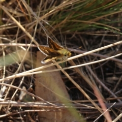 Taractrocera papyria (White-banded Grass-dart) at Wodonga - 26 Mar 2022 by KylieWaldon