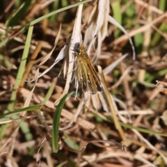 Taractrocera papyria (White-banded Grass-dart) at Wodonga - 26 Mar 2022 by KylieWaldon