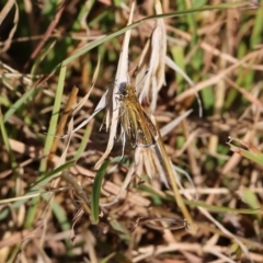 Taractrocera papyria at West Wodonga, VIC - 27 Mar 2022