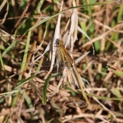 Taractrocera papyria at West Wodonga, VIC - 27 Mar 2022 08:34 AM