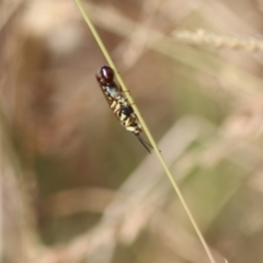 Thynninae (subfamily) (Smooth flower wasp) at Wodonga - 26 Mar 2022 by KylieWaldon