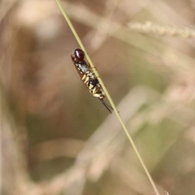 Thynninae (subfamily) (Smooth flower wasp) at Felltimber Creek NCR - 26 Mar 2022 by KylieWaldon
