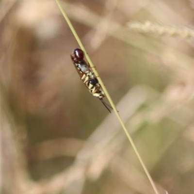 Thynninae (subfamily) (Smooth flower wasp) at West Wodonga, VIC - 26 Mar 2022 by KylieWaldon