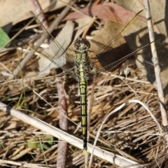 Orthetrum caledonicum (Blue Skimmer) at Felltimber Creek NCR - 26 Mar 2022 by KylieWaldon