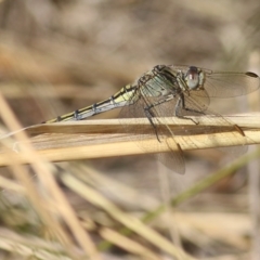 Orthetrum caledonicum at West Wodonga, VIC - 27 Mar 2022 08:25 AM