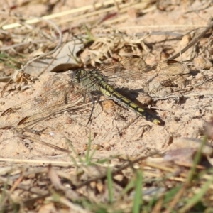 Orthetrum caledonicum at West Wodonga, VIC - 27 Mar 2022 08:25 AM
