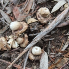 Geastrum sp. (genus) (An earthstar) at Cooma, NSW - 15 Mar 2022 by mahargiani