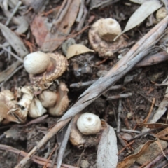 Geastrum sp. (Geastrum sp.) at Cooma, NSW - 15 Mar 2022 by mahargiani