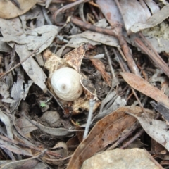 Geastrum sp. at Cooma, NSW - 15 Mar 2022
