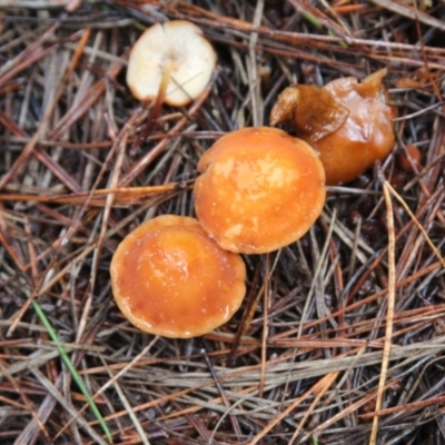 Marasmius elegans (Velvet Parachute) at Glenbog State Forest - 5 Feb 2022 by mahargiani