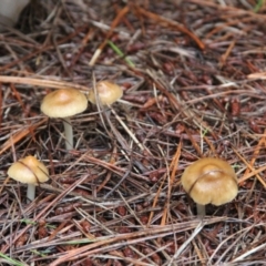 zz agaric (stem; gill colour unknown) at Glenbog State Forest - 5 Feb 2022 by mahargiani