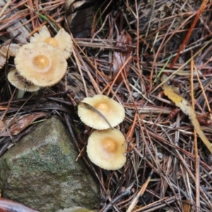 zz agaric (stem; gill colour unknown) at Steeple Flat, NSW - 5 Feb 2022 12:55 PM