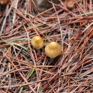 zz agaric (stem; gill colour unknown) at Steeple Flat, NSW - 5 Feb 2022 12:55 PM