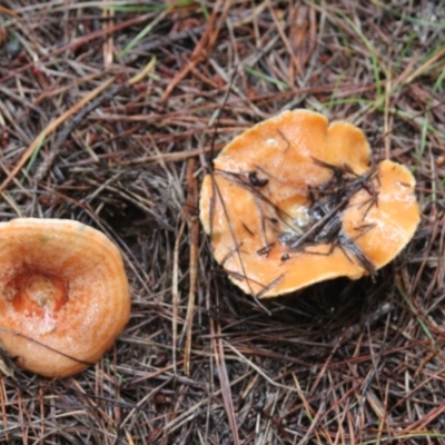 Lactarius deliciosus (Saffron Milkcap) at Steeple Flat, NSW - 5 Feb 2022 by mahargiani