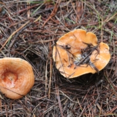 Lactarius deliciosus (Saffron Milkcap) at Glenbog State Forest - 5 Feb 2022 by mahargiani