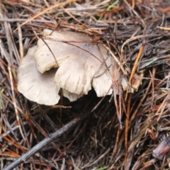 zz agaric (stem; gill colour unknown) at Glenbog State Forest - 5 Feb 2022 by mahargiani