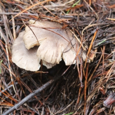 zz agaric (stem; gill colour unknown) at Steeple Flat, NSW - 5 Feb 2022 by mahargiani