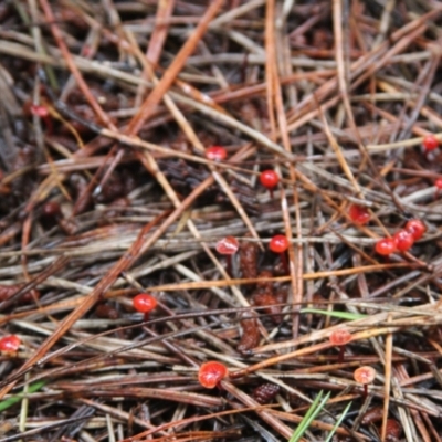 Cruentomycena viscidocruenta (Ruby Mycena) at Steeple Flat, NSW - 5 Feb 2022 by mahargiani