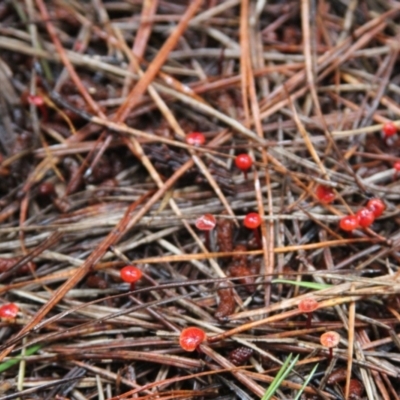 Cruentomycena viscidocruenta (Ruby Mycena) at Glenbog State Forest - 5 Feb 2022 by mahargiani