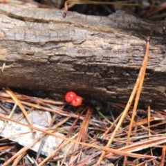 Cruentomycena viscidocruenta at Steeple Flat, NSW - 5 Feb 2022