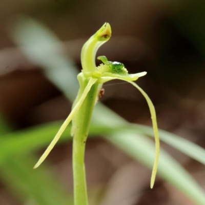 Chiloglottis diphylla (Common Wasp Orchid) at Wingecarribee Local Government Area - 27 Mar 2022 by Snowflake