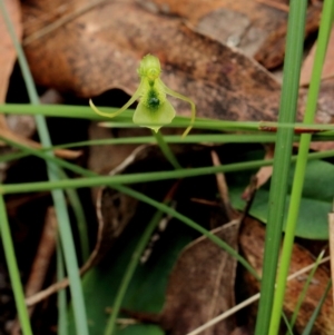 Chiloglottis diphylla at suppressed - suppressed