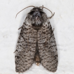 Trigonocytarra clandestina (Less-stick Case Moth) at Melba, ACT - 31 Jan 2022 by kasiaaus