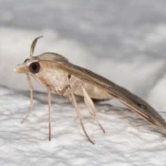 Dichromodes estigmaria at Melba, ACT - 1 Feb 2022