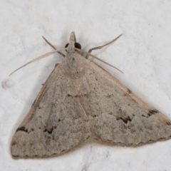 Dichromodes estigmaria at Melba, ACT - 1 Feb 2022