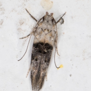 Leptozestis toreutica at Melba, ACT - 1 Feb 2022