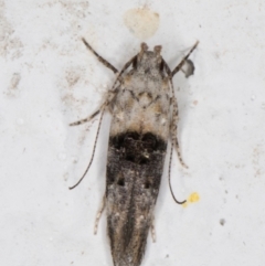 Leptozestis toreutica at Melba, ACT - 1 Feb 2022