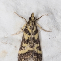 Scoparia spelaea (a Crambid moth) at Melba, ACT - 31 Jan 2022 by kasiaaus