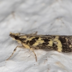 Scoparia spelaea at Melba, ACT - 1 Feb 2022