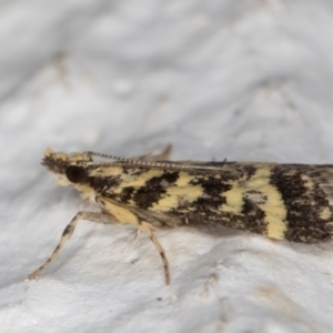 Scoparia spelaea at Melba, ACT - 1 Feb 2022