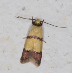 Heteroteucha distephana (A Concealer Moth) at Melba, ACT - 31 Jan 2022 by kasiaaus