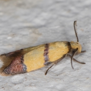 Heteroteucha distephana at Melba, ACT - 1 Feb 2022