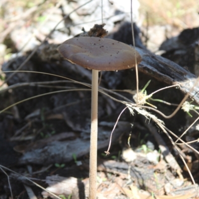 Oudemansiella 'radicata group' (Rooting shank) at Cooma, NSW - 12 Mar 2022 by mahargiani