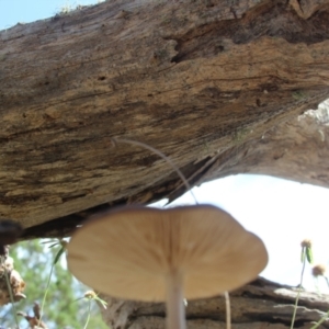 Oudemansiella gigaspora group at Cooma, NSW - 13 Mar 2022